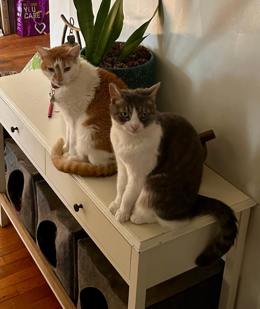 Two shorthair cats, one with ginger stripes and a white shirtfront and sleeves, the other sporting fetching grey stripes over her white shirt, sit in Egyptian pose on an entryway table and stare pointedly at the camera.