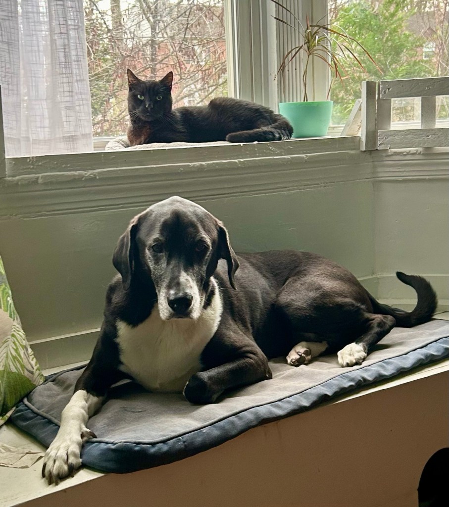 A large black and white hound and a black cat lounge in a bay window together.