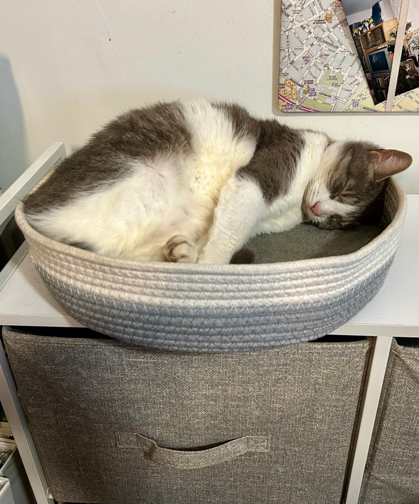 A pretty shorthair grey tabby with a white chest, belly, and legs snoozes happily in a grey and white cat basket atop a home office shelf.