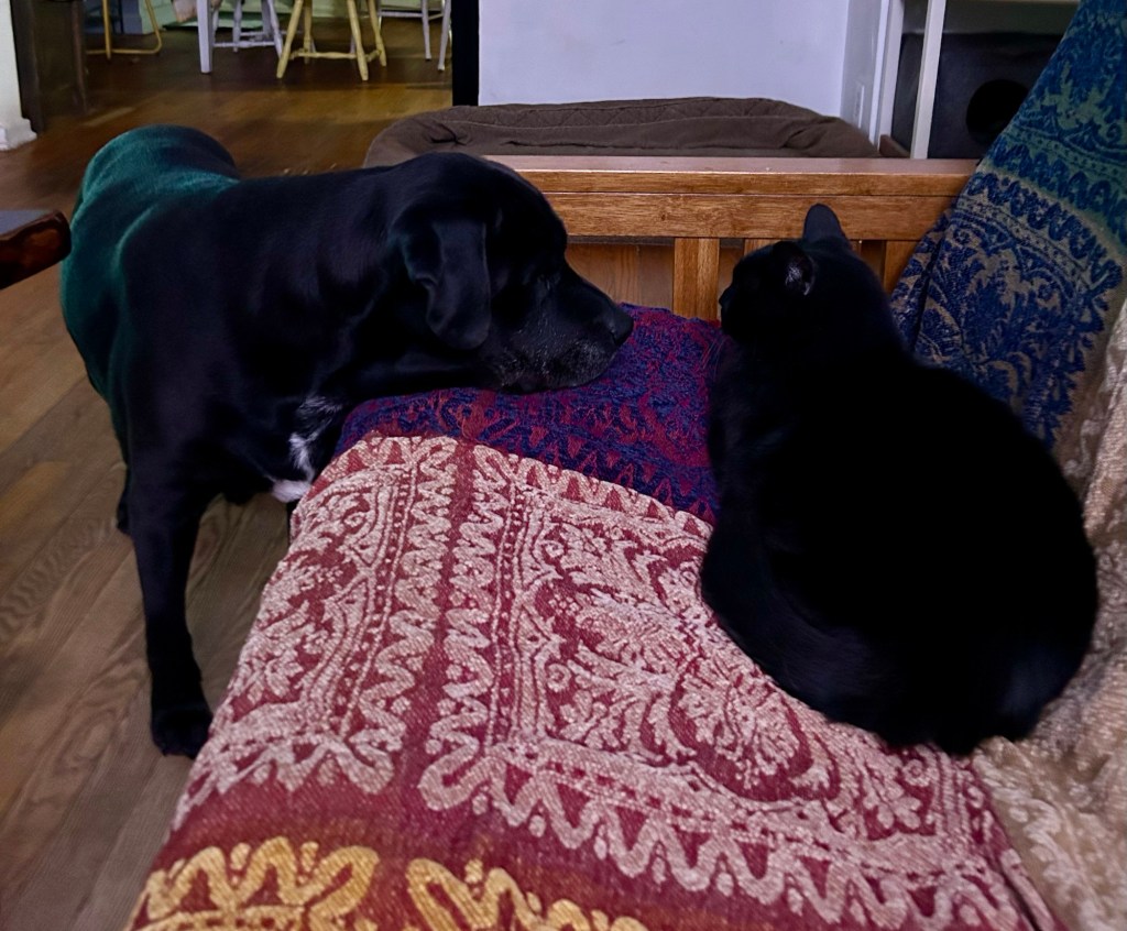 A large black house cat curled up on a futon covered in a colorful, boho blanket, stares at a large black dog who stands next to the futon, resting her muzzle on its edge.