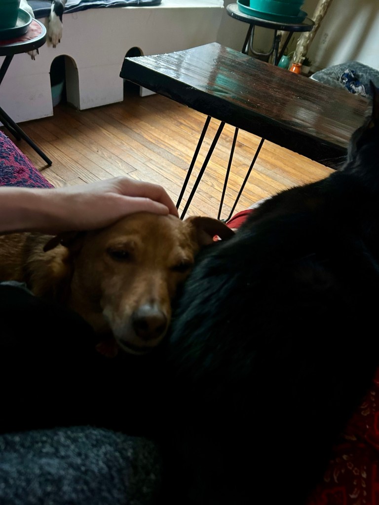 A little yellow dog lounges on a futon with his head propped between a black dog and a black cat.  The little guy’s eyes close in bliss as he receives skritches from a human on the top of his head.