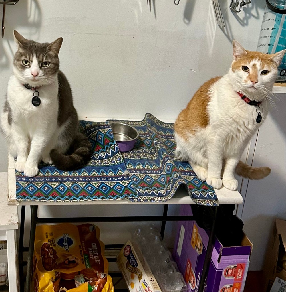 A grey and white shorthair tabby and a ginger shorthair tabby sit on a low table in a kitchen and stare pointedly at their human.