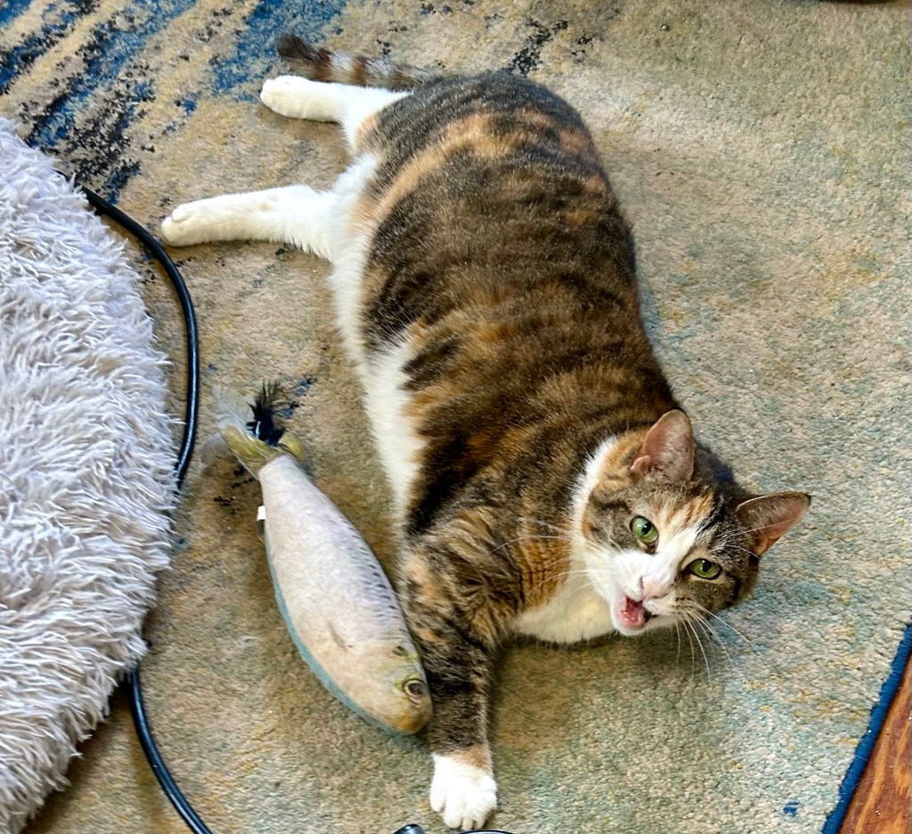 A dilute tortoiseshell cat lies on her side on a carpet next to a stuffed fish cat toy.  Her mouth is open in mid-meow.  She is yelling important instructions at the photographer.