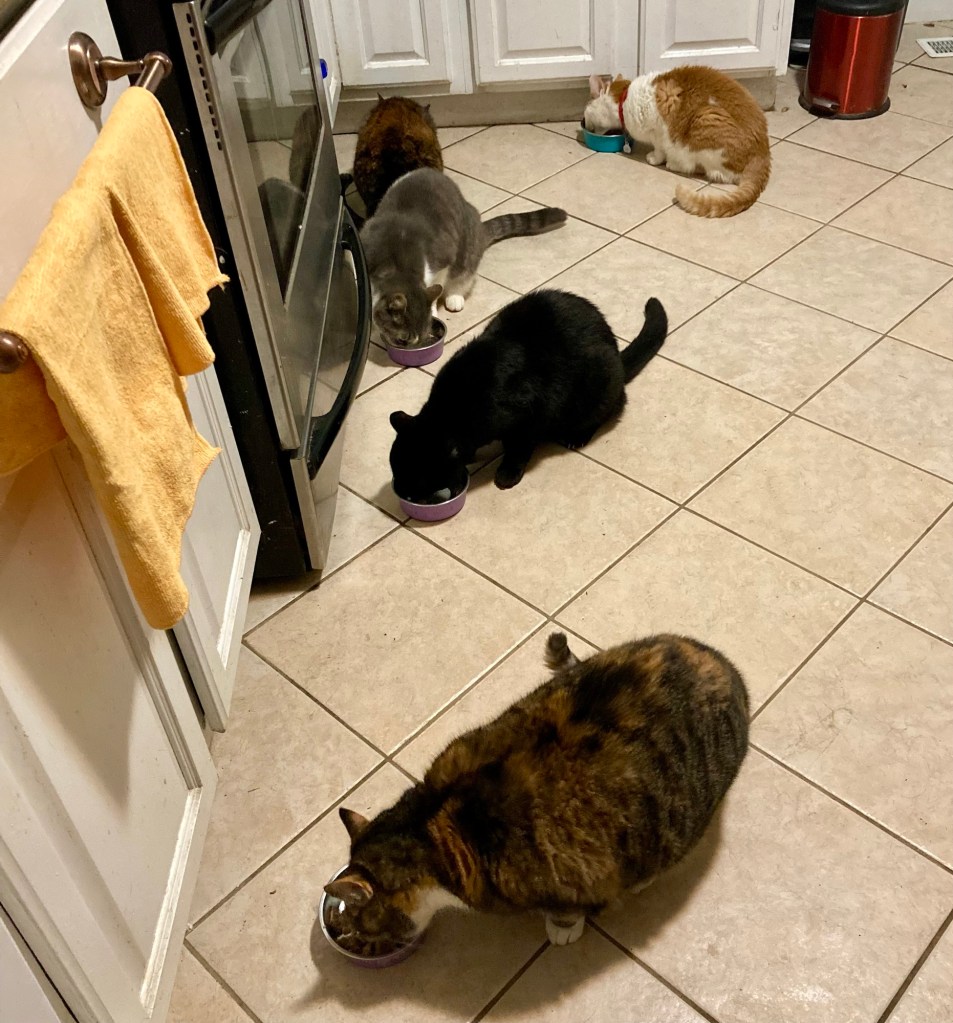 Five cats eat from bowls on a beige tile floor.