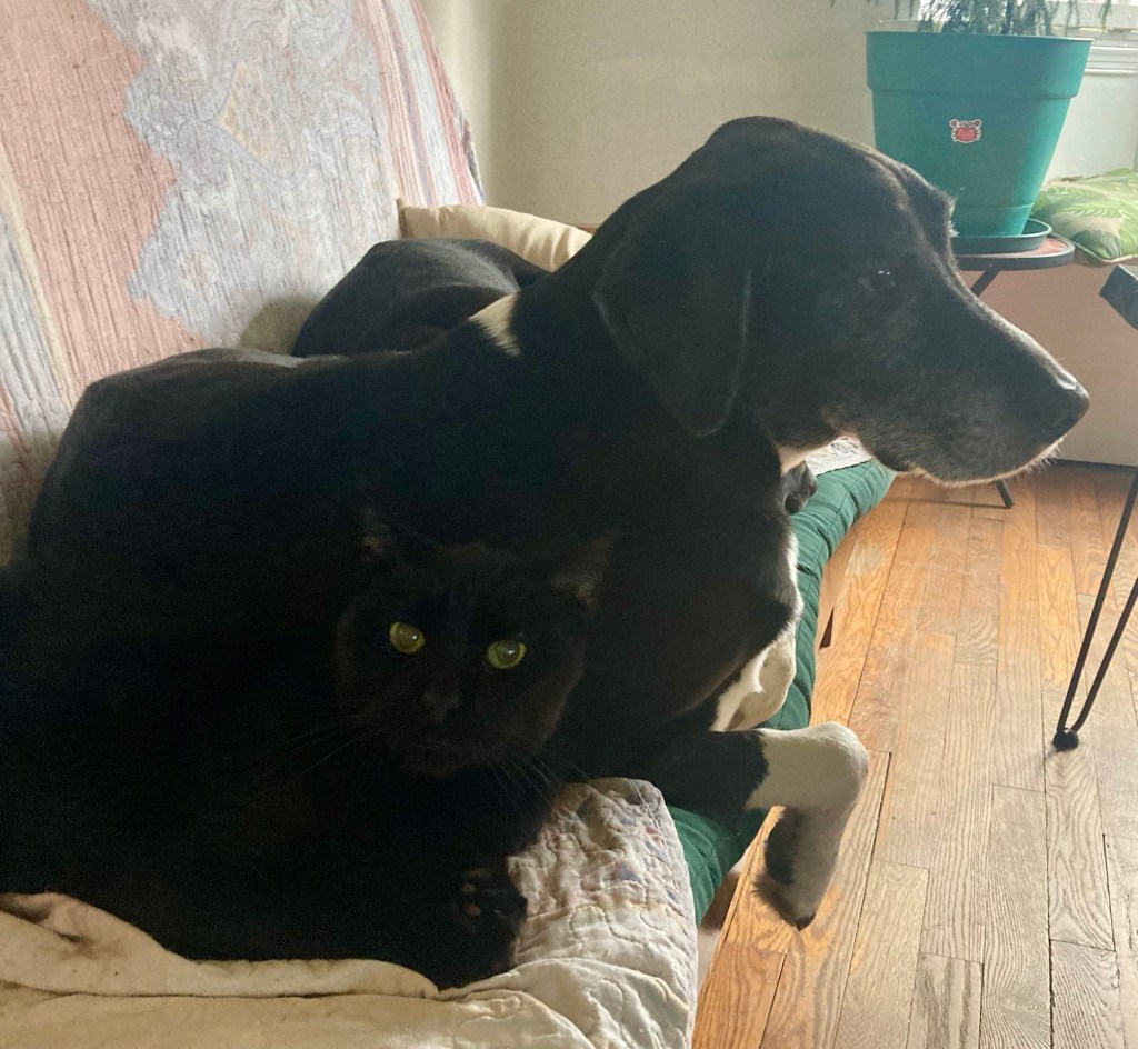 A large, glossy shorthair black cat lies curled up on a futon flank to flank with a large, shorthair black and white hound.  Behind the hound, there is another large black dog, but she is tightly curled up for her midafternoon nap and none of her distinguishing features are visible.