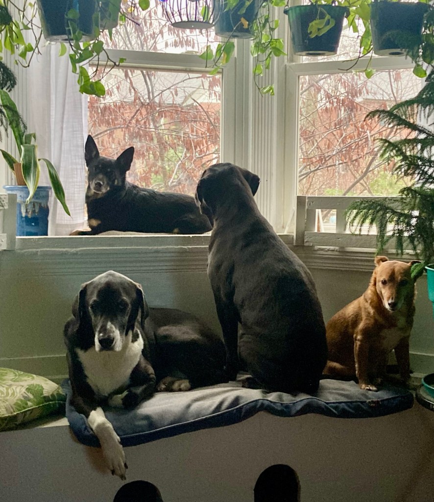 A handsome quartet of dogs lounges in bay window.