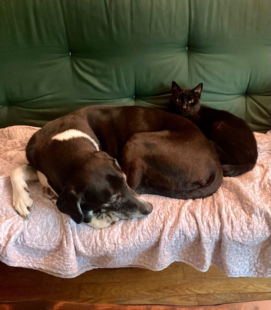A large black and white hound naps curled up in the middle of a futon. Behind him, a black, glossy cat lays curled up, resting his chin upon the dog’s flank.