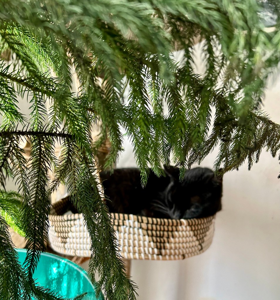 A black cat snoozes on a cat tree.
