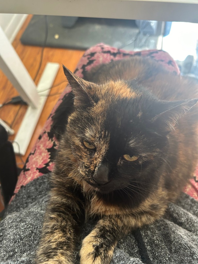 A tortoiseshell cat sits on the lap of a woman working at a home office desk.