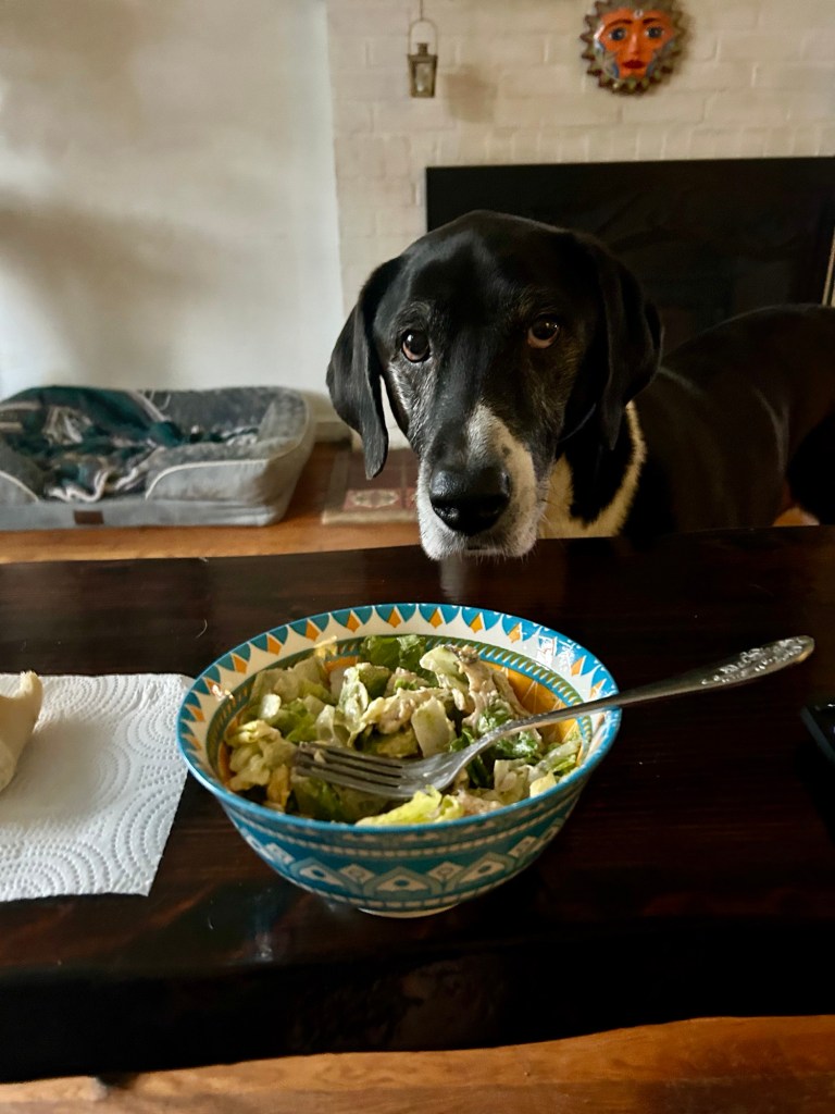 A large black and white hound stares longingly at a bowl of salad sitting on a dark wood coffee table.