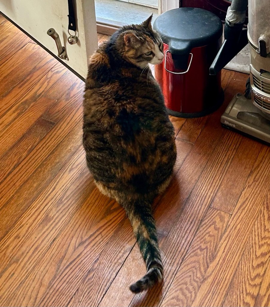 A large dilute tortoiseshell cat sits in a doorway to the outside and looks over her shoulder at the photographer.  She looks displeased.