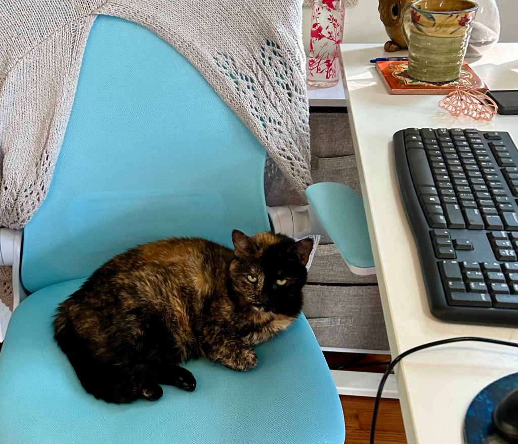A pretty, petite shorthair tortoiseshell cat sits curled on a blue office chair.