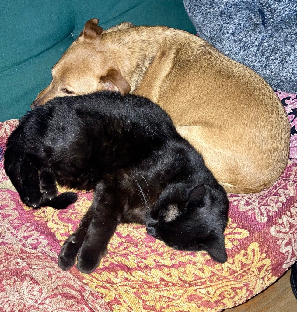 A little yellow dog curls up next to a big black cat on a futon.
