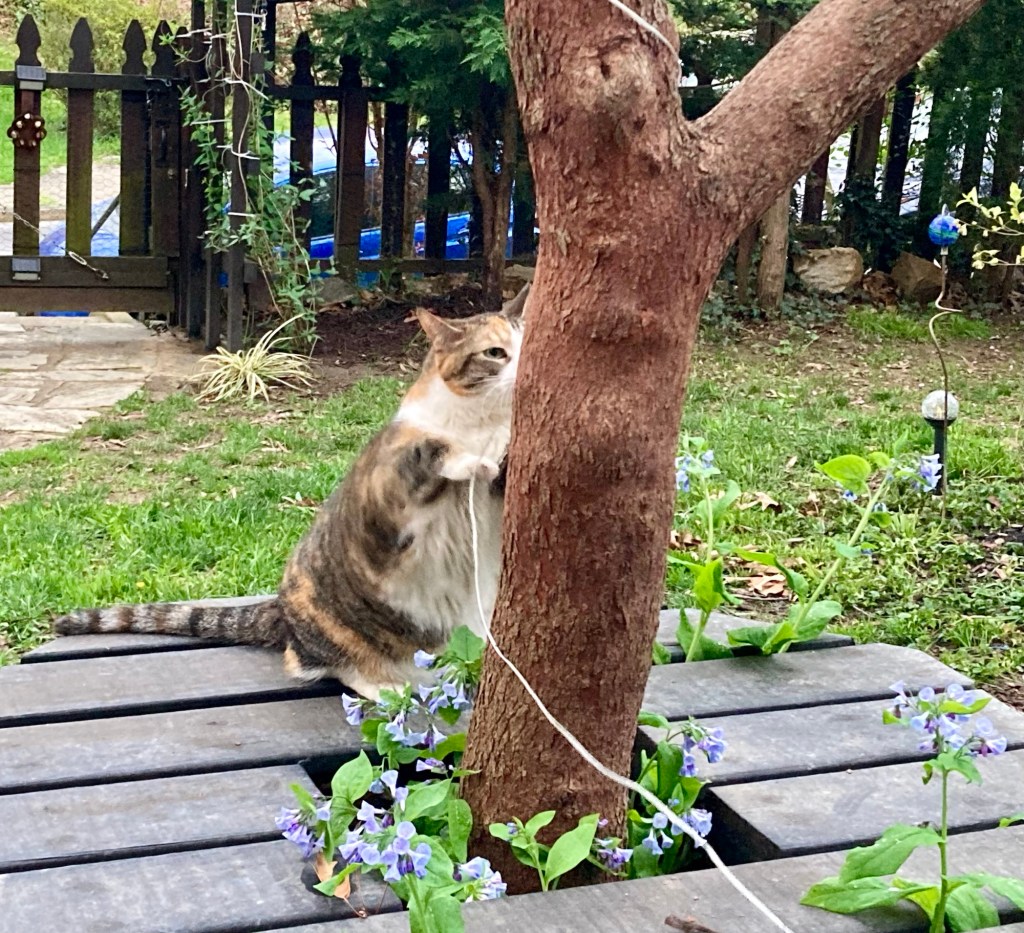 A dilute tortoiseshell shorthair cat sharpens her front claws on a tree.