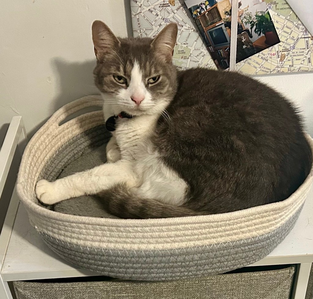 A stripy grey shorthair tabby lies on her side in the same cat bed.