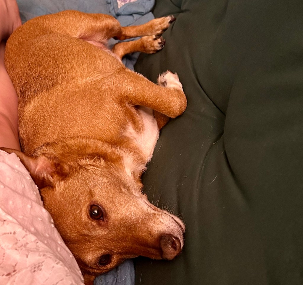 A little yellow dog lays next to a woman in a white dress on a green couch.