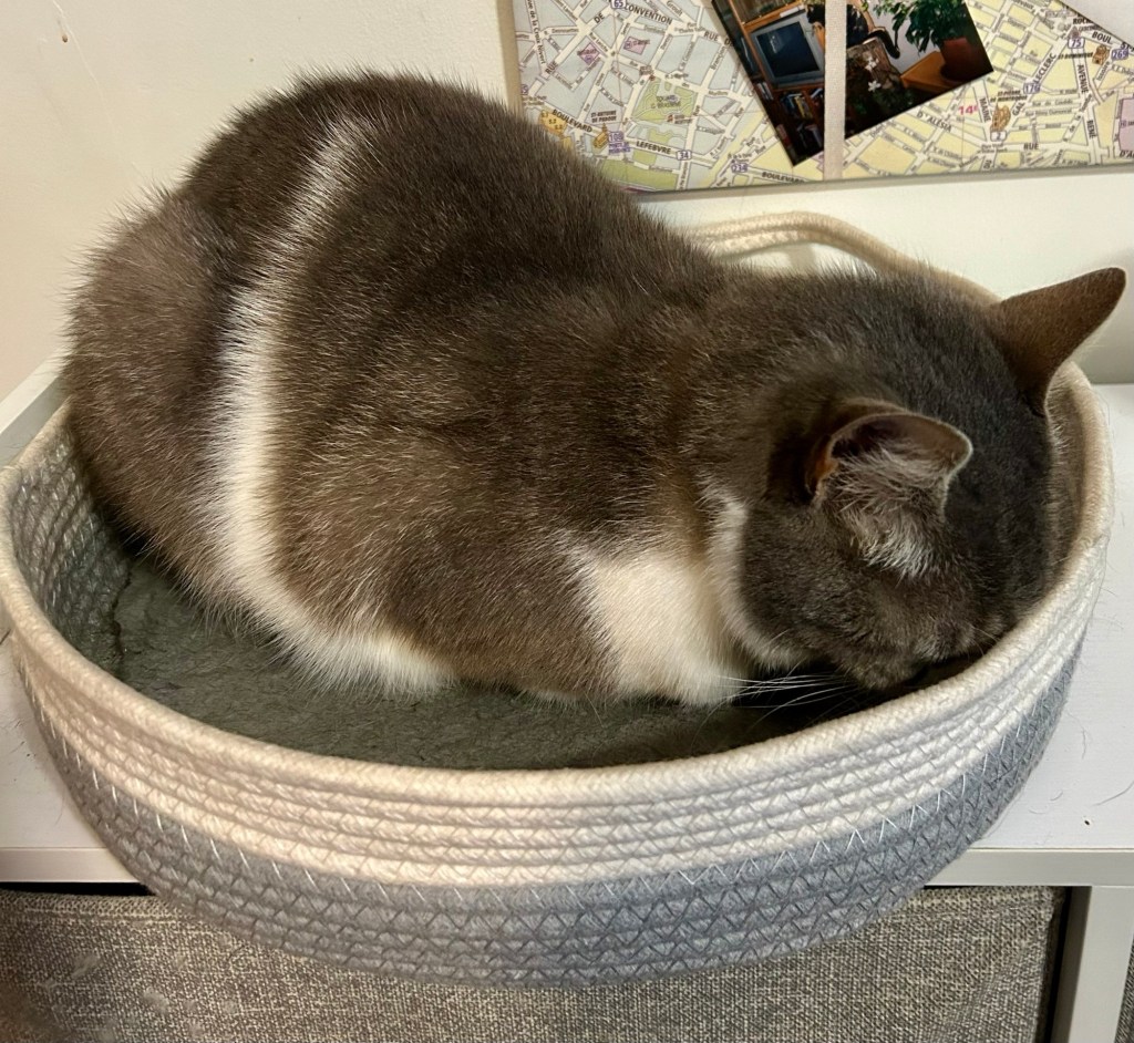 A little grey and white cat sits in loaf position in a cat basket.  Her head is tucked into the side of the basket and her ears are folded back in annoyance.