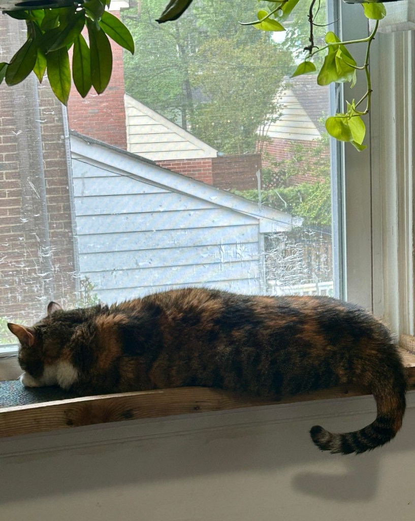 A dilute tortoiseshell lies on a wooden cat sized window shelf with her tail curled just so.