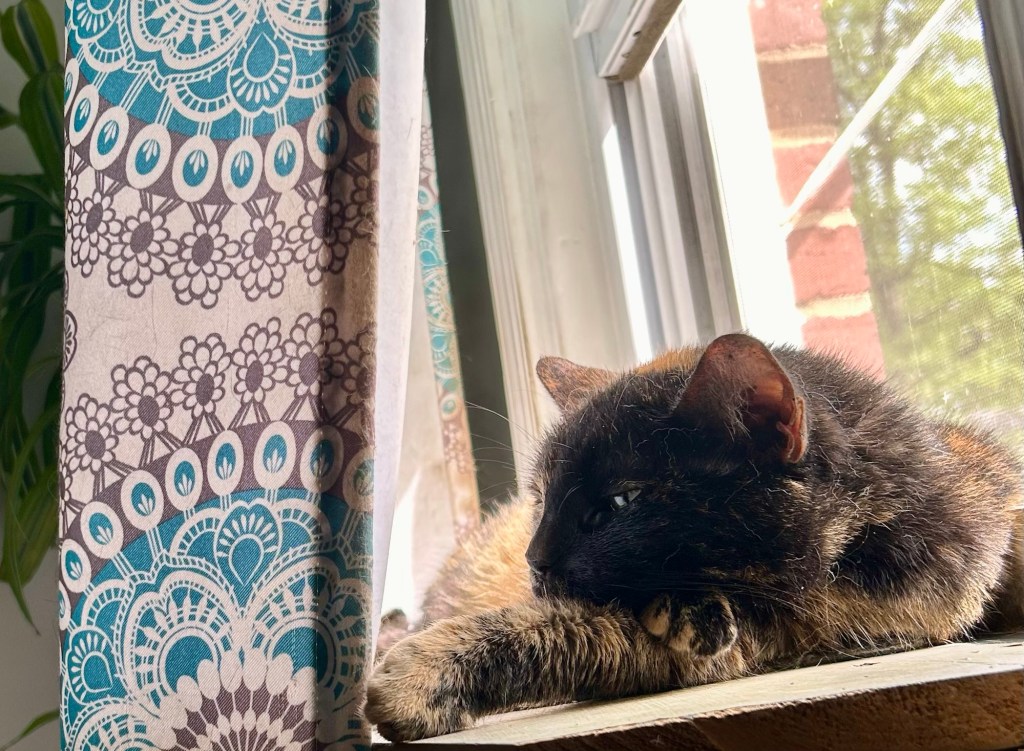 A pretty, petite tortoiseshell cat lounges on a cat-sized wooden window perch with her back to the window.  One of her front paws is outstretched and she appears to be deep in thought.