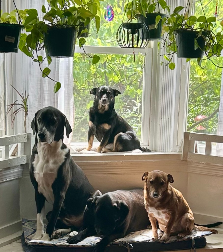 A large black and white hound, a large black lab/pit mix, and a little yellow dog sit on a window seat built into a bay window. A little black dog with caramel highlights sits above them on the window ledge.