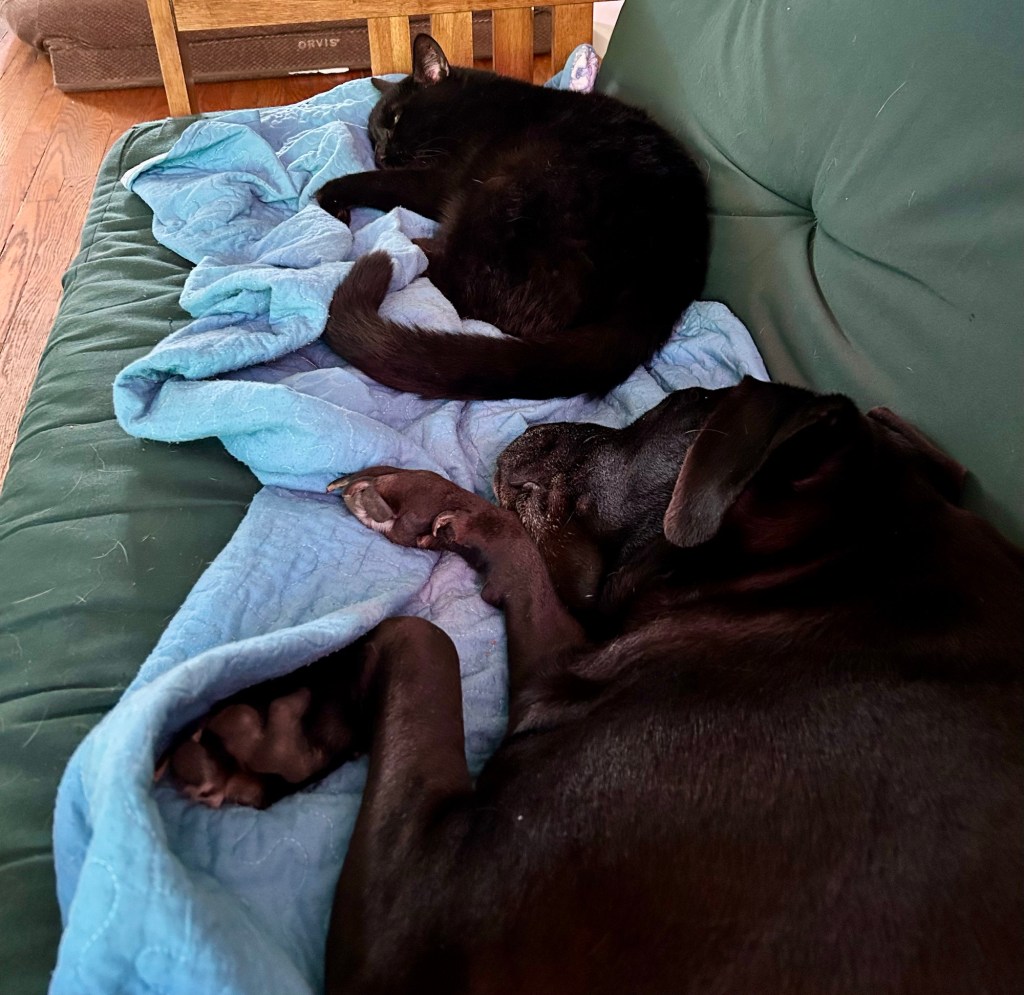 A black shorthair cat lays napping on his side on a green futon.  Further down the futon, below the cat’s tail, a large black shorthair dog is also napping in a similar position.
