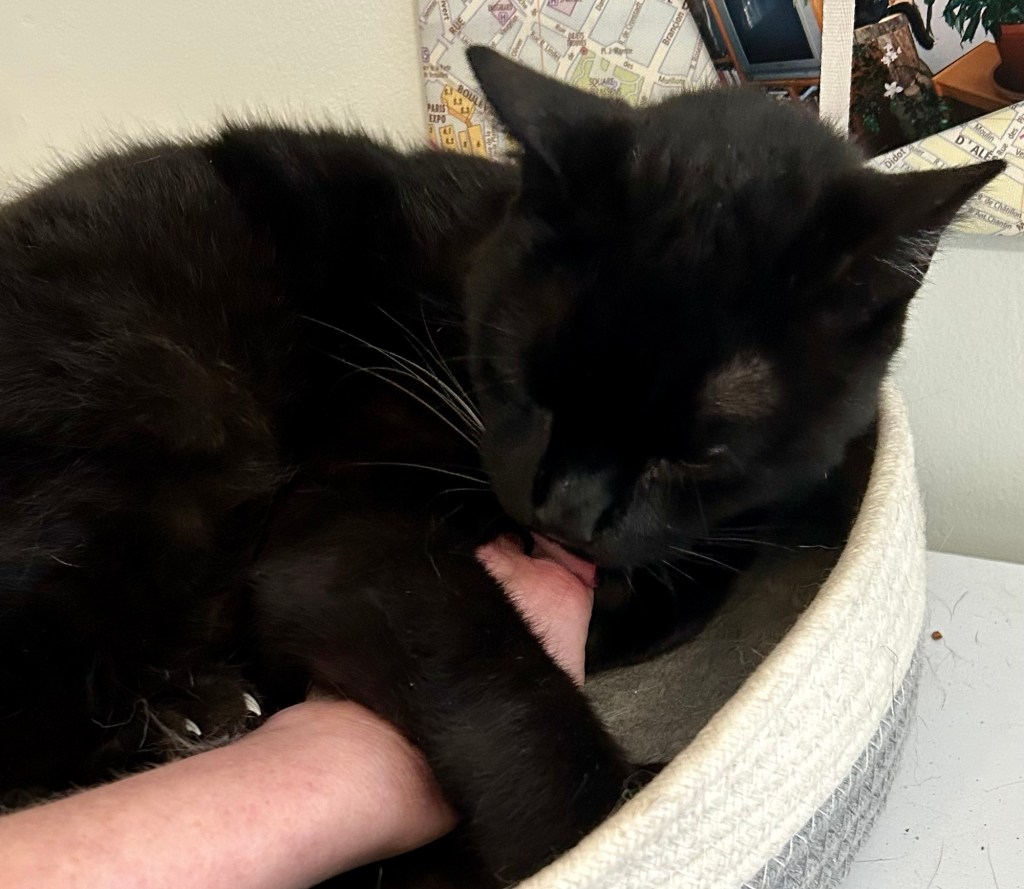 A large black cat is wrapped around a woman’s arm. He is licking her fingers.