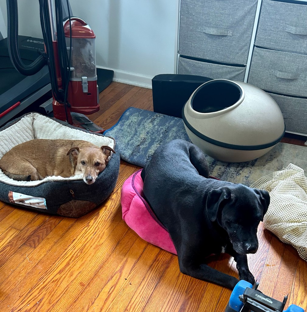 A little yellow dog and a big back dog lounge in little dog beds.