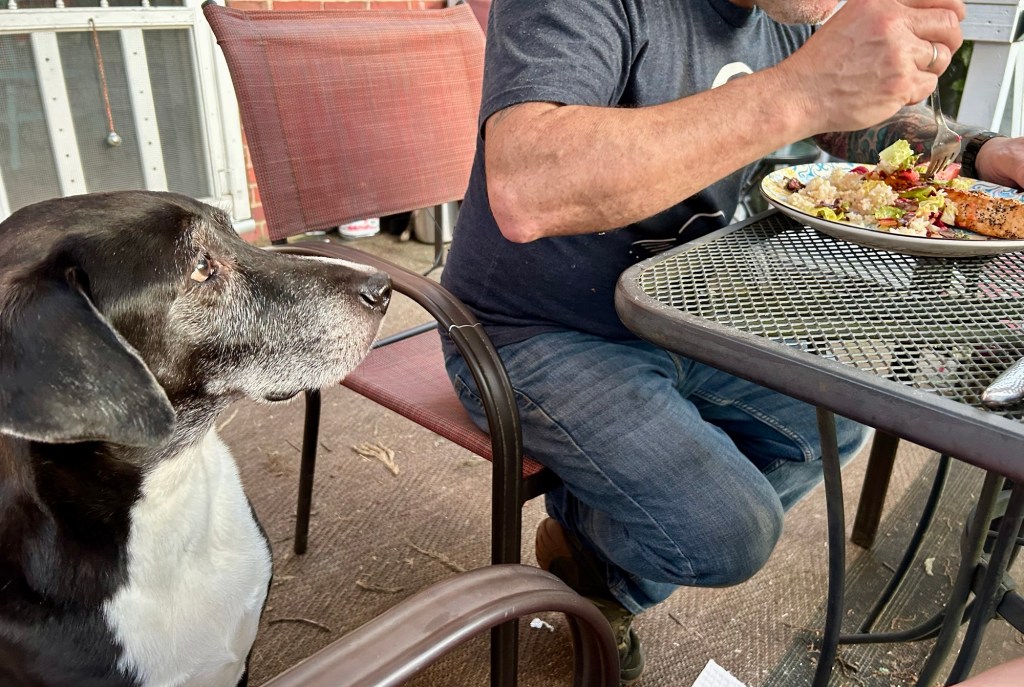 A big black and white hound looks intently in the direction of a man digging into a plate of food atop a metal outdoor table.