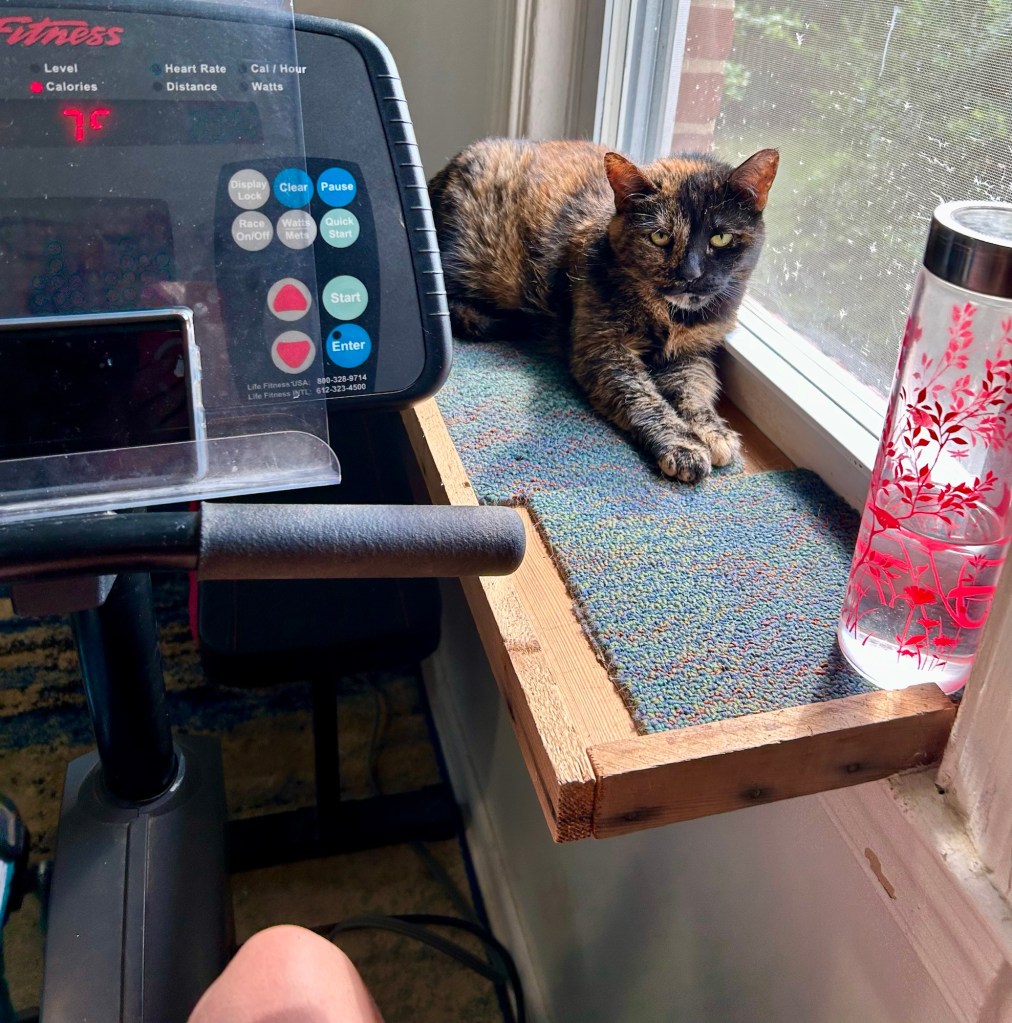 A pretty, petite shorthair tortoiseshell cat sits on a wooden shelf and watches her human pedal away on a stationary bike. The Tortie looks thoroughly unimpressed.