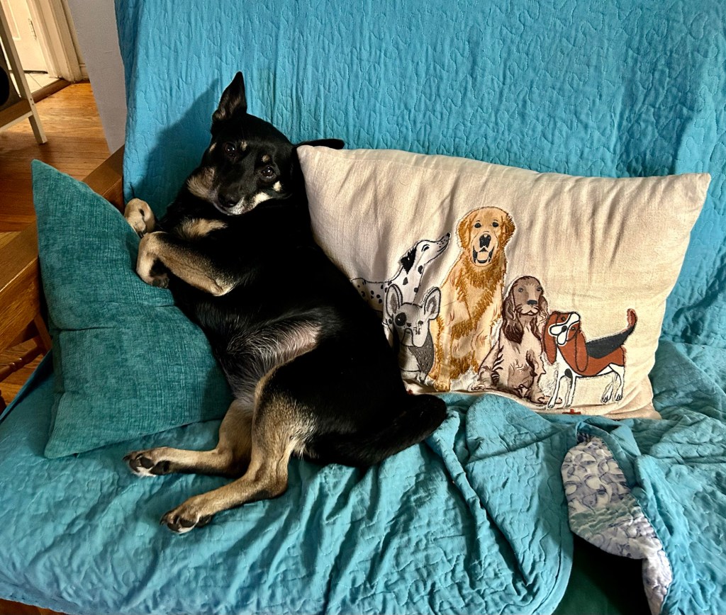 A cute little black shorthair dog with caramel markings sits upright on a couch like a human, balancing herself between two throw pillows, one of which features a pack of embroidered dogs.