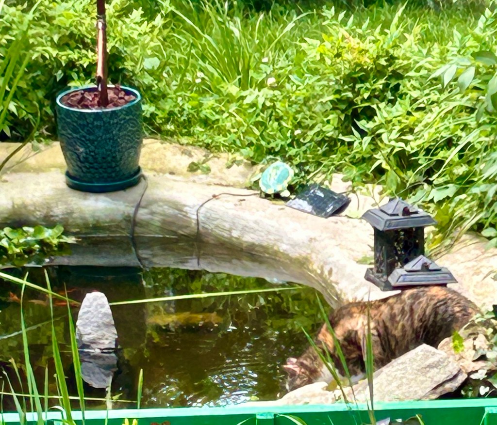 A dilute shorthair cat is leaning over a backyard pond with her whiskers nearly touching the water. A small school of brightly colored goldfish is just visible in the upper left corner of the pond, as far away from the cat as possible.