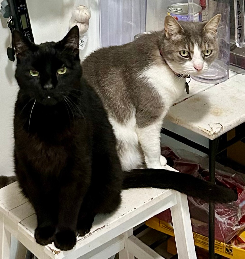 Two shorthair cats, one all black and one a grey tabby with white on her chest and legs, sit together in upright Egyptian cat position on a white wooden kitchen step stool and absolutely glare at the camera.