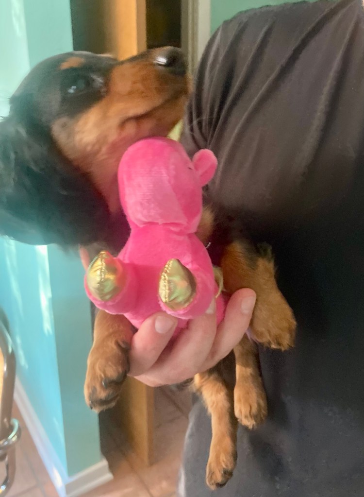 A tiny black and caramel Daschund is help by a man. She is so tiny that the man holds her with one hand, pressed to his chest, along with a unicorn shaped dog toy.