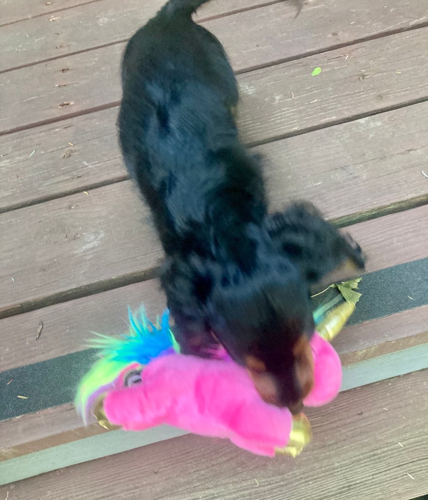 The tiny puppy is now on a wooden deck, holding her new toy tight in her mouth.