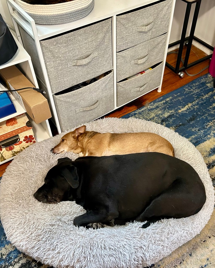 A little yellow dog and a big black dog lay side by side on a fluffy grey dog bed.