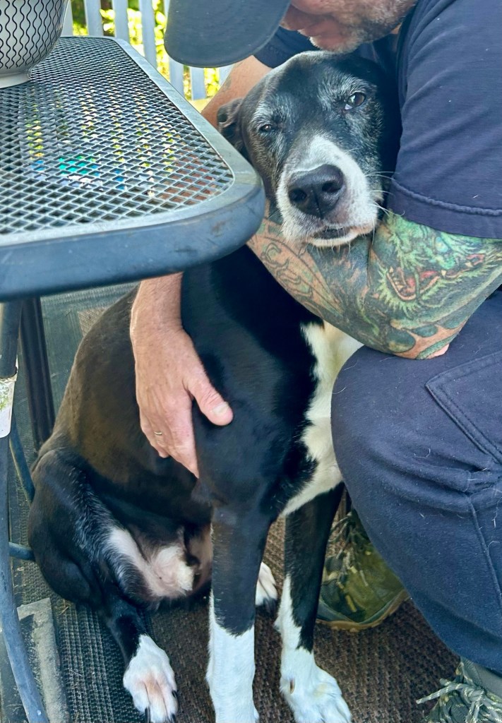 A large black and white hound cuddle outside next to a metal patio table.