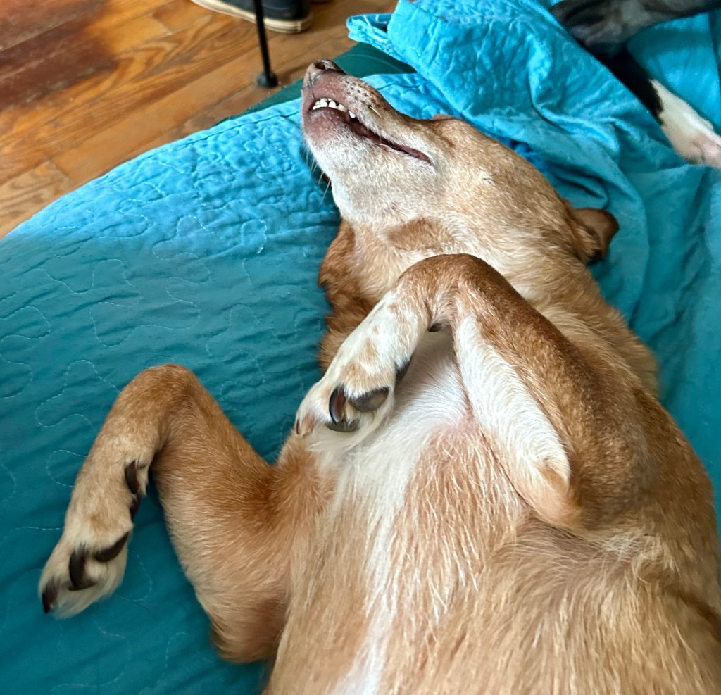 A yellow dog with his front paws curled lies flat on his back, revealing his tummy.