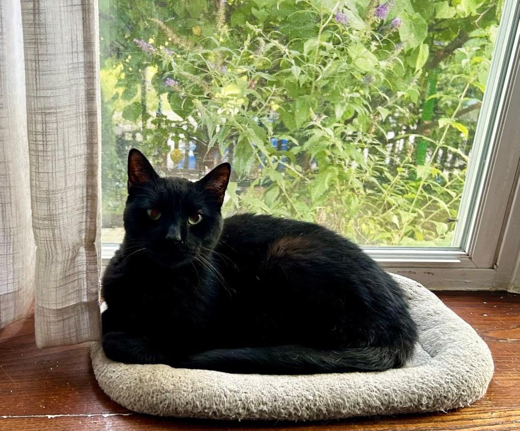 A handsome black cat sits curled in a grey cat bed on a bay windowsill.