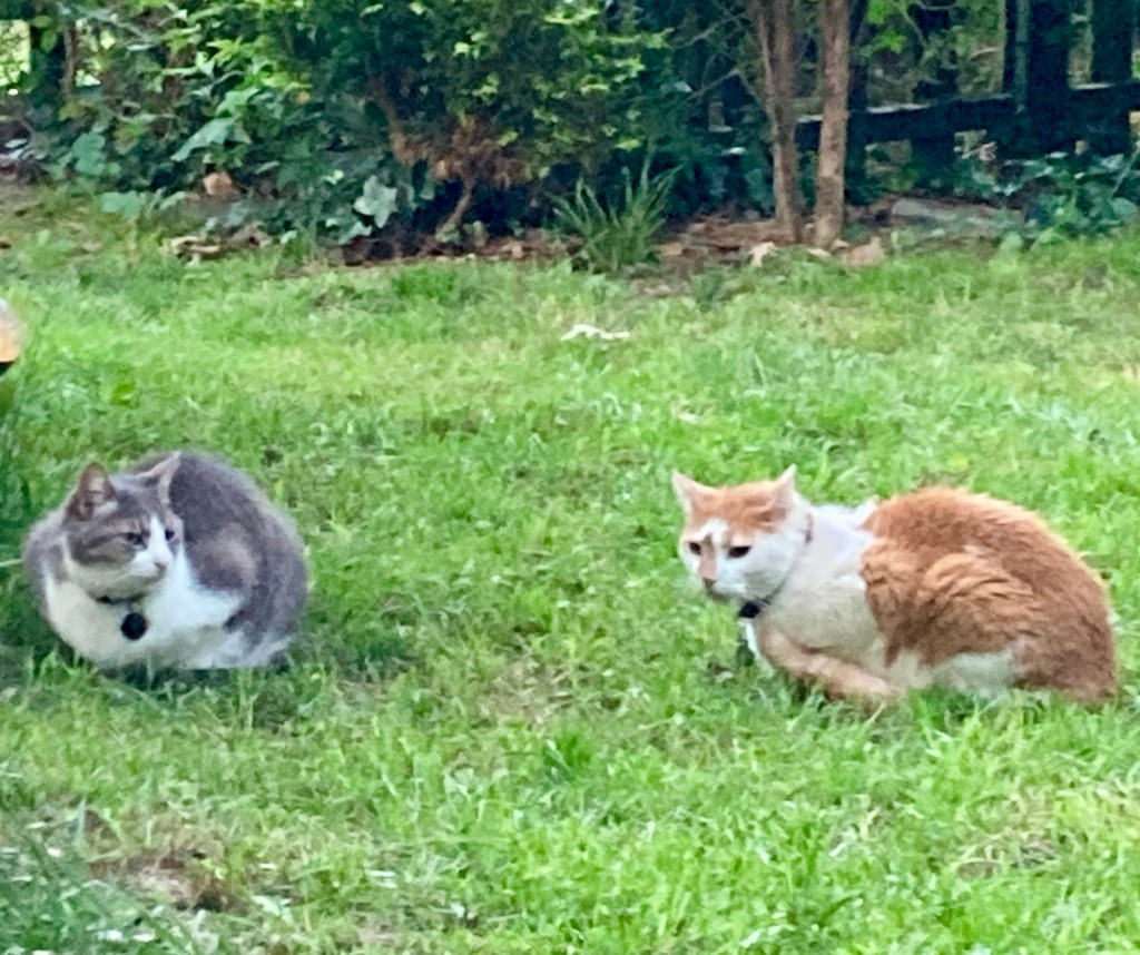 Two shorthair cats, one gray and one ginger, sit in loaf position facing each other on a green lawn.