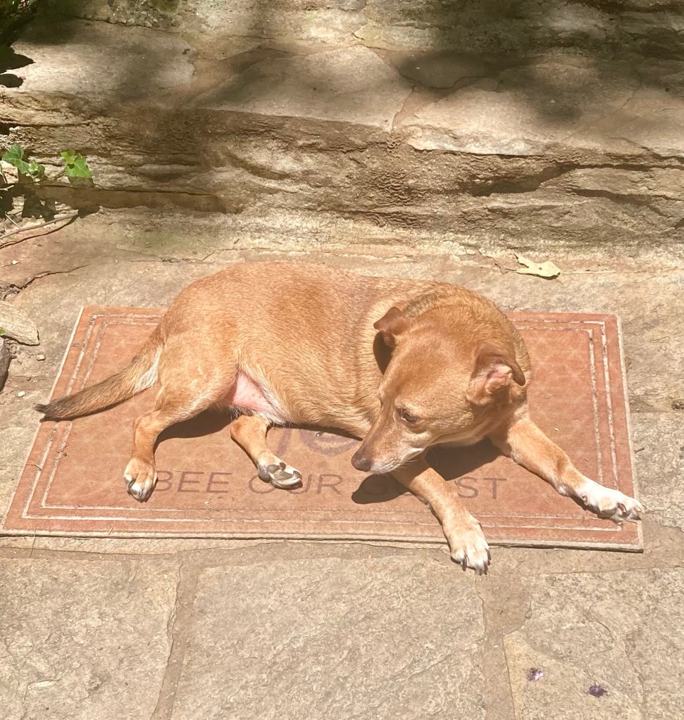 A little yellow dog sunbathes on a doormat atop a stone pathway.