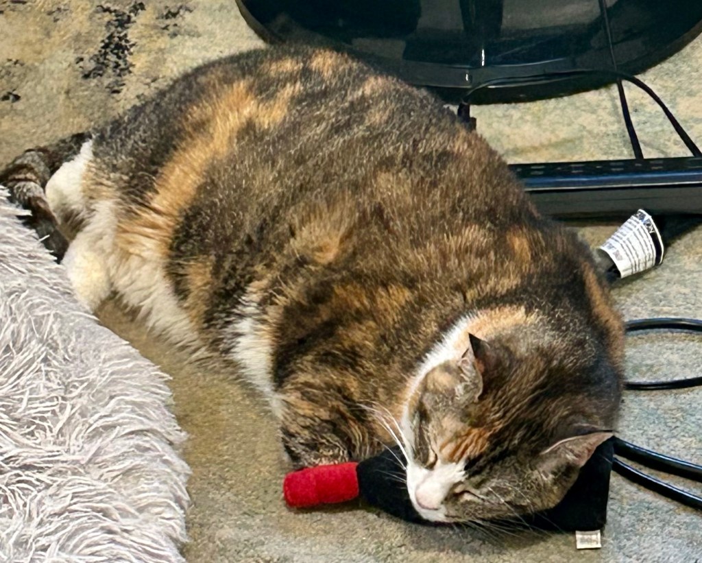 A dilute tortoiseshell cat sleeps with her head on top of a wine bottle shaped cat toy stuffed with catnip.