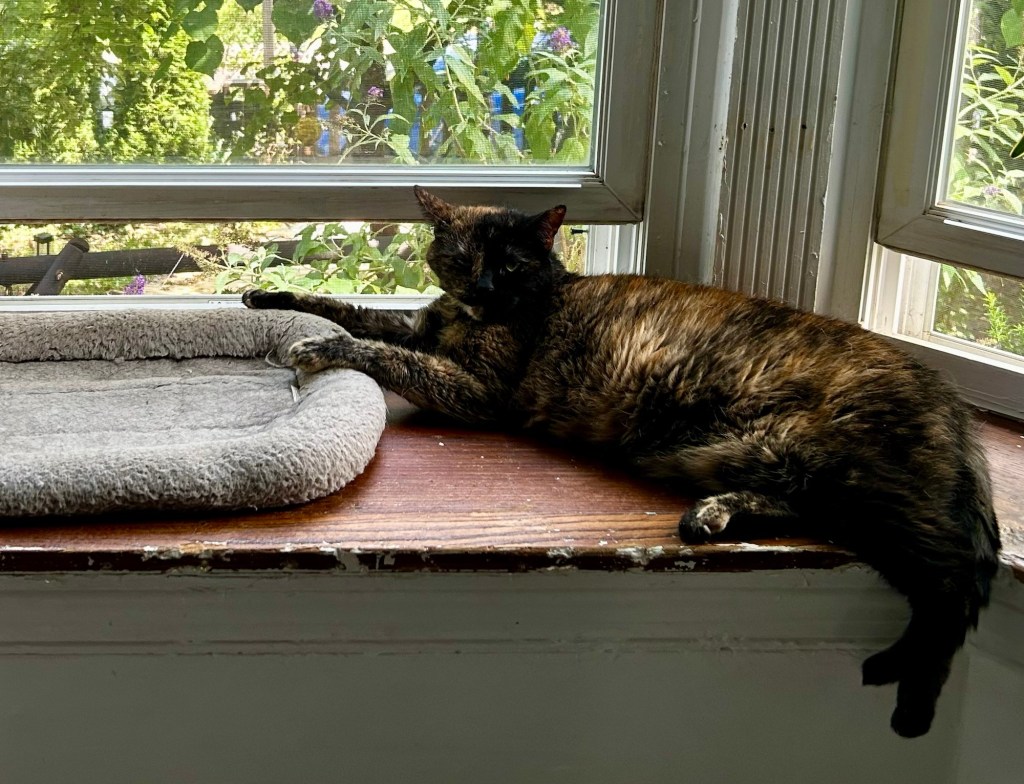 A sweet tortoiseshell cat lounges on her side on a wide window ledge.  She stretches out her front paws to touch a grey cat bed next to her.