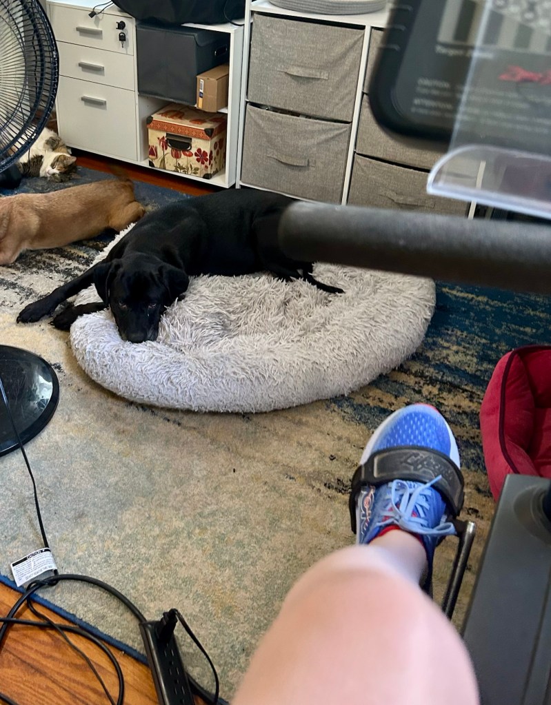 A woman uses a stationary bicycle while a big, black shorthair dog looks on, somewhat judgmentally, from her dog bed.