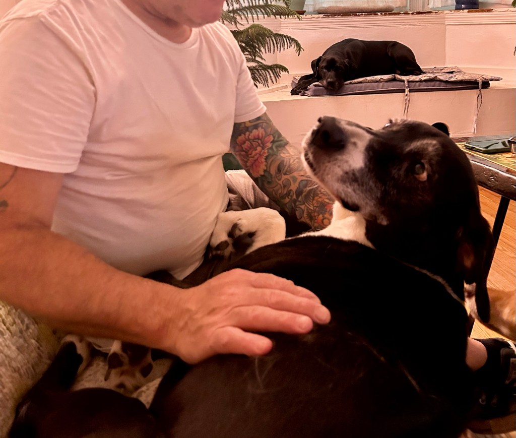 A man and a black and white hound are on a couch.  The man is giving the dog a tummy rub.
