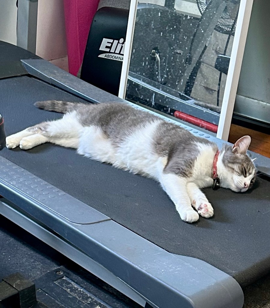 A grey and white tabby naps fully sprawled out on a treadmill.