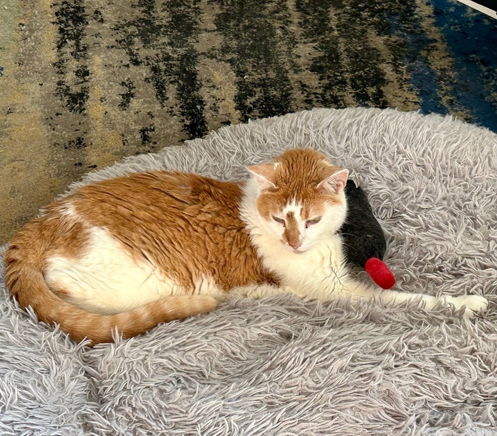 A ginger cat lounges on a fluffy grey bed next to a catnip stuffed cat toy shaped like a bottle of wine.