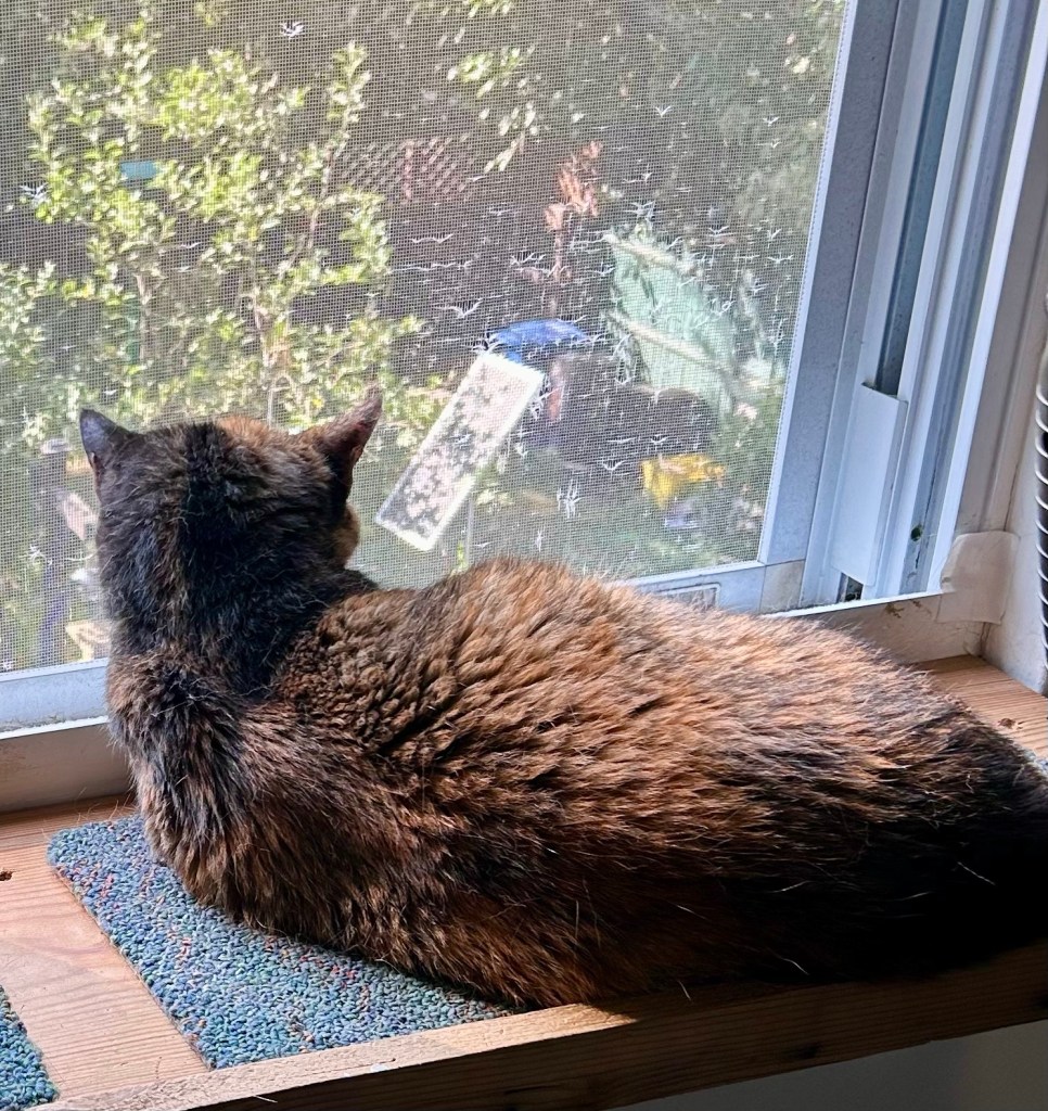 A pretty, petite tortoiseshell lounges on a wooden cat shelf under a window and looks down at the green, summer garden below.