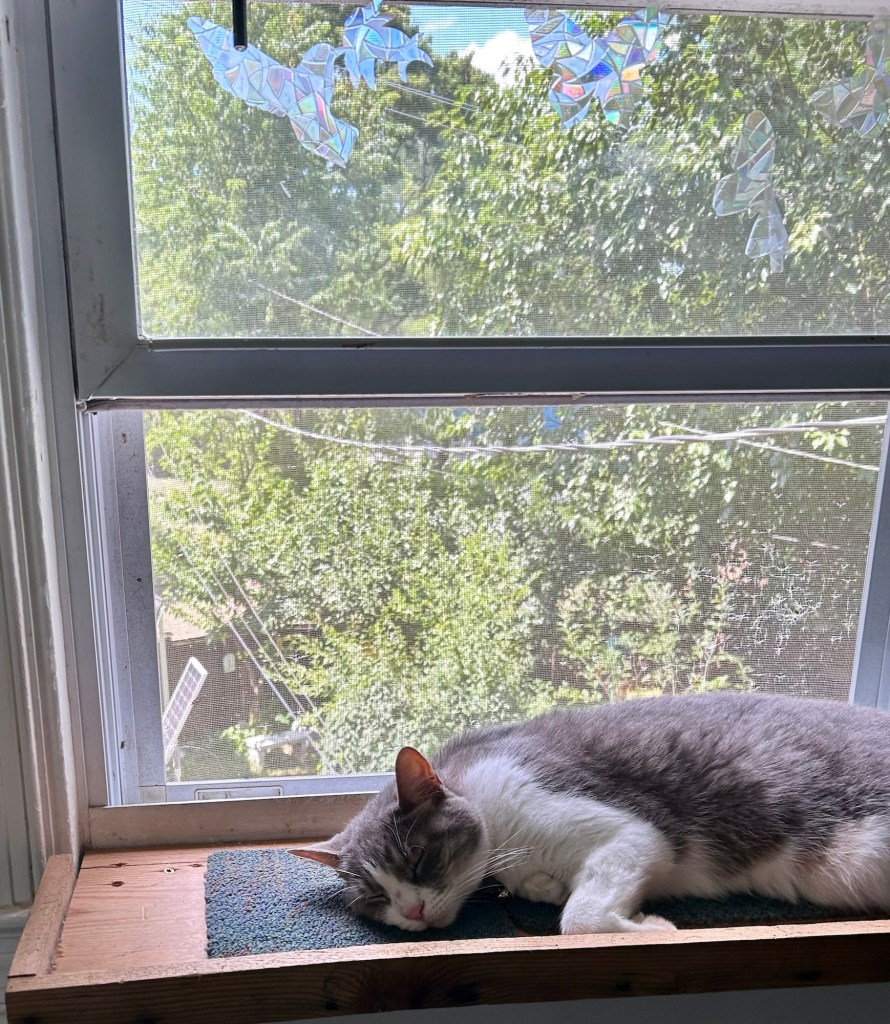 A pretty grey tabby cat with white legs and chest snoozes happily in front of an open, screened window.