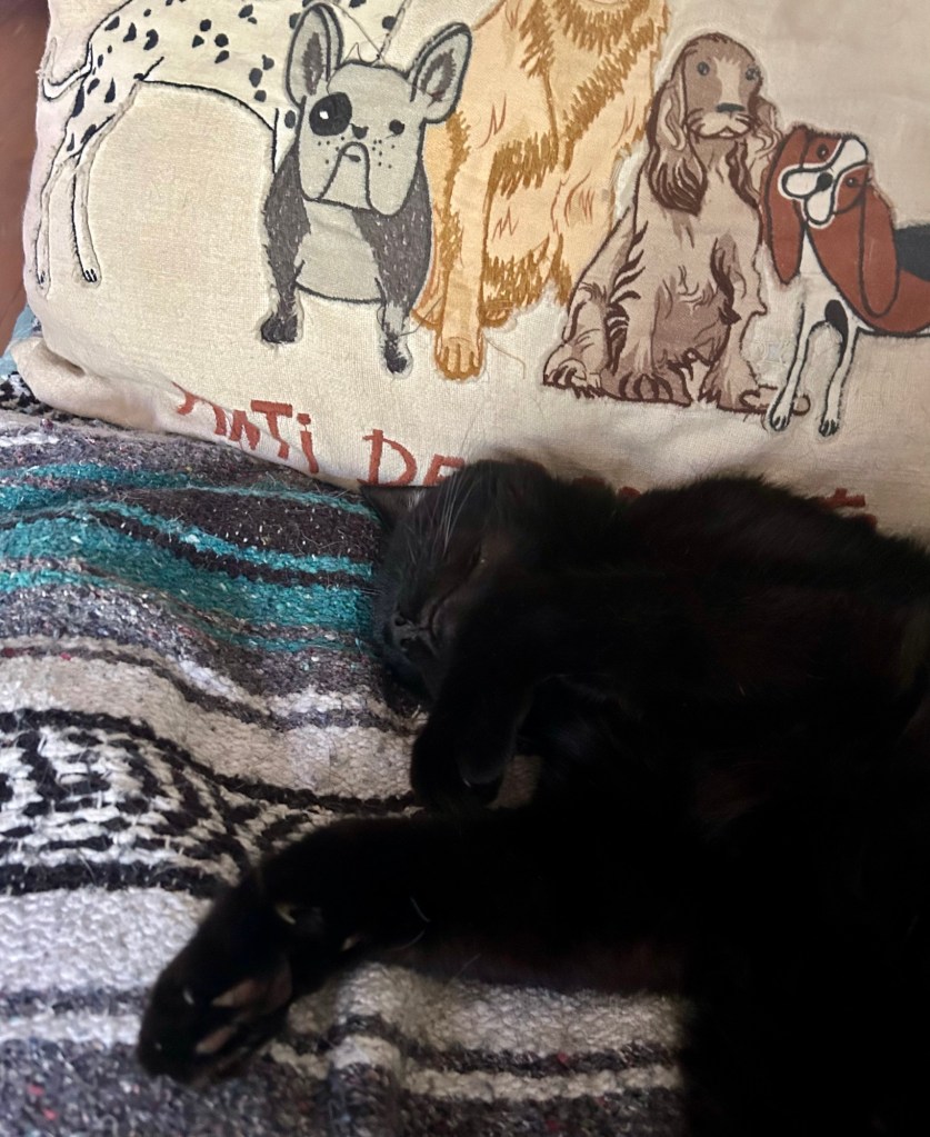 Closeup of the same cat.  His head is in upside down position.  He looks extremely comfortable.