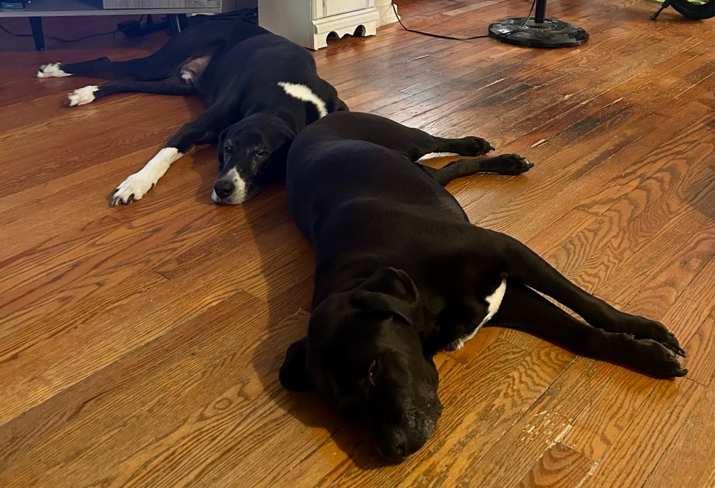 Two large black dogs with white splotches lay splayed out on a hardwood floor.  It is obviously much too hot.